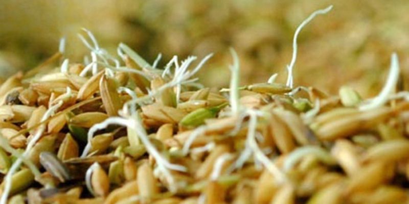 Thóc ngâm mọc mầm cung cấp nhiều chất dinh dưỡng cho gà đá Thóc ngâm mọc mầm cung cấp nhiều chất dinh dưỡng cho gà đá