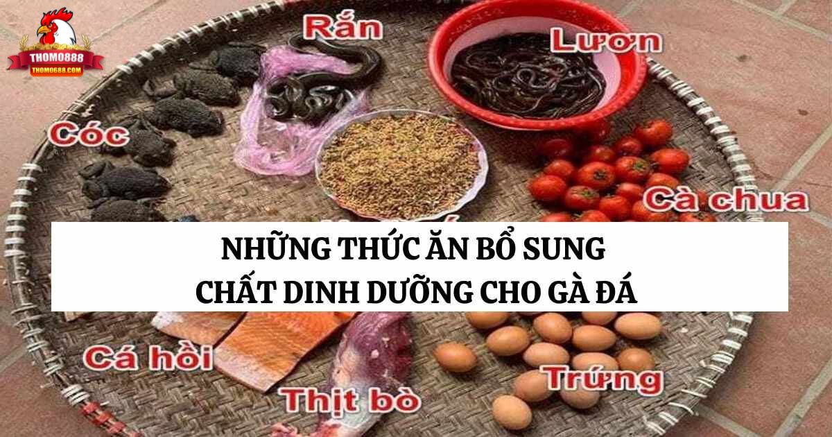 Những thức ăn bổ sung chất dinh dưỡng cho gà đá