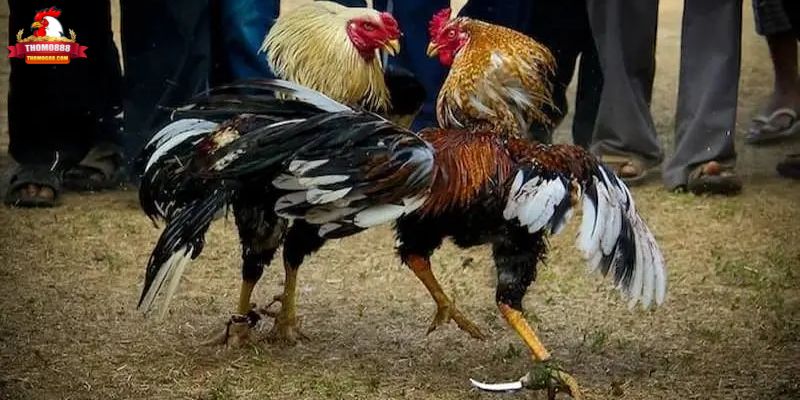 Tìm hiểu về hình thức đá gà cựa dao là gì? Tìm hiểu về hình thức đá gà cựa dao là gì?