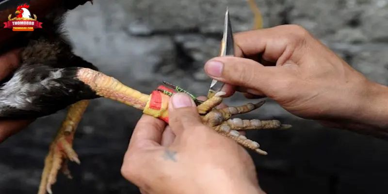 Những điểm nổi bật của bộ môn đá gà cựa dao Những điểm nổi bật của bộ môn đá gà cựa dao