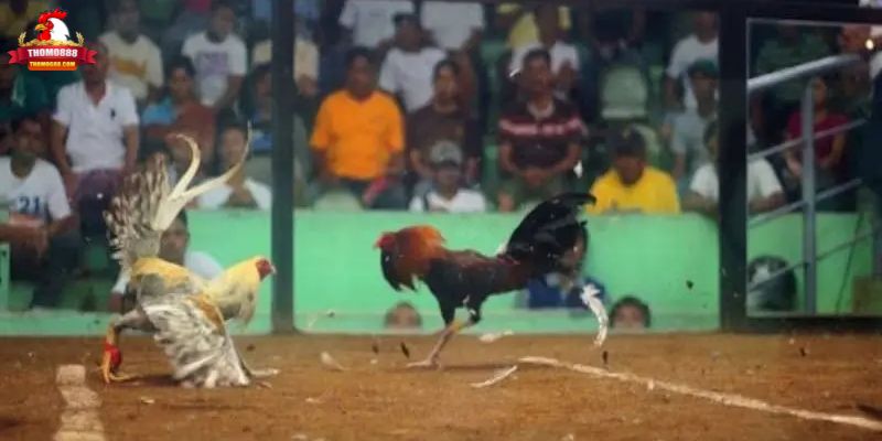 Kinh nghiệm soi kèo đá gà cựa dao tại Thomo888 Kinh nghiệm soi kèo đá gà cựa dao tại Thomo888