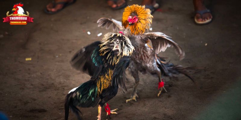 Tổng quan về đá gà Thomo Tổng quan về đá gà Thomo