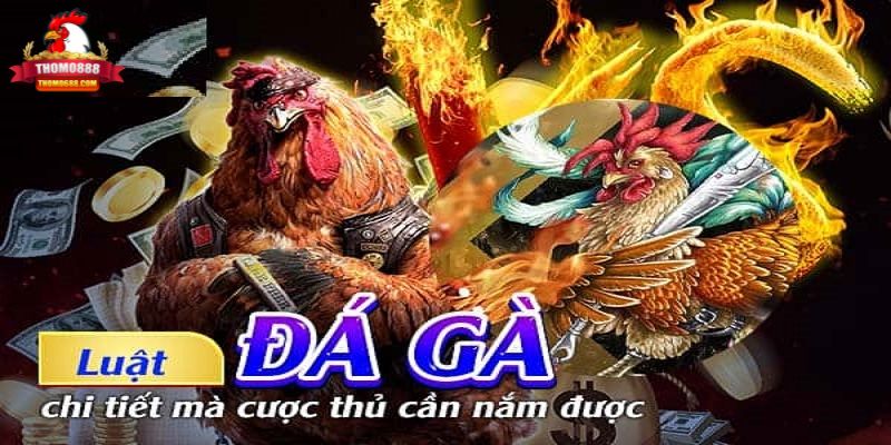 Luật chơi đá gà Thomo Luật chơi đá gà Thomo
