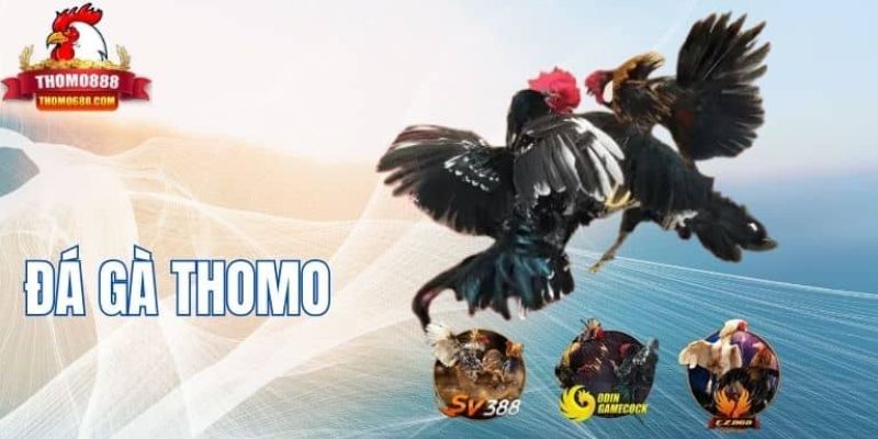 Cách diễn ra một trận đấu gà Thomo Tham gia đá gà Thomo uy tín tại Thomo888