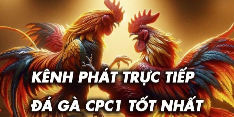 Thomo888 – kênh phát trực tiếp đá gà Thomo CPC1 hàng đầu Thomo888 – kênh phát trực tiếp đá gà Thomo CPC1 hàng đầu