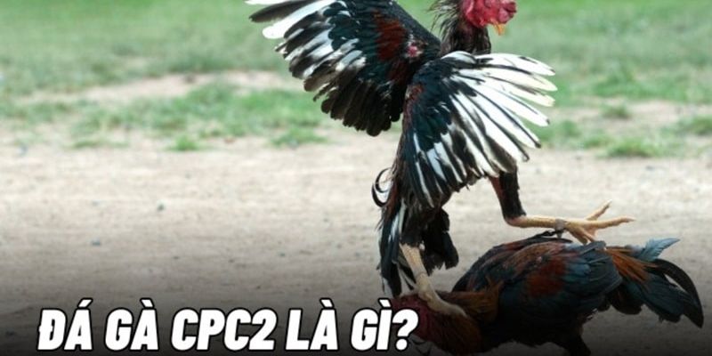 Tìm hiểu trực tiếp đá gà Thomo CPC2 là gì? Tìm hiểu trực tiếp đá gà Thomo CPC2 là gì?