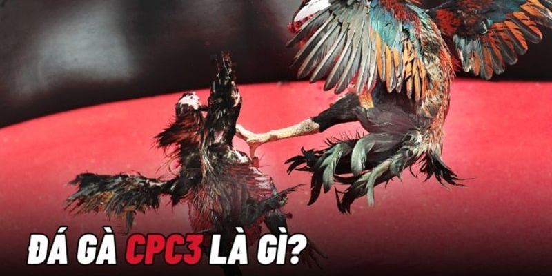 Đá gà Thomo CPC3 là gì? Đá gà Thomo CPC3 là gì?