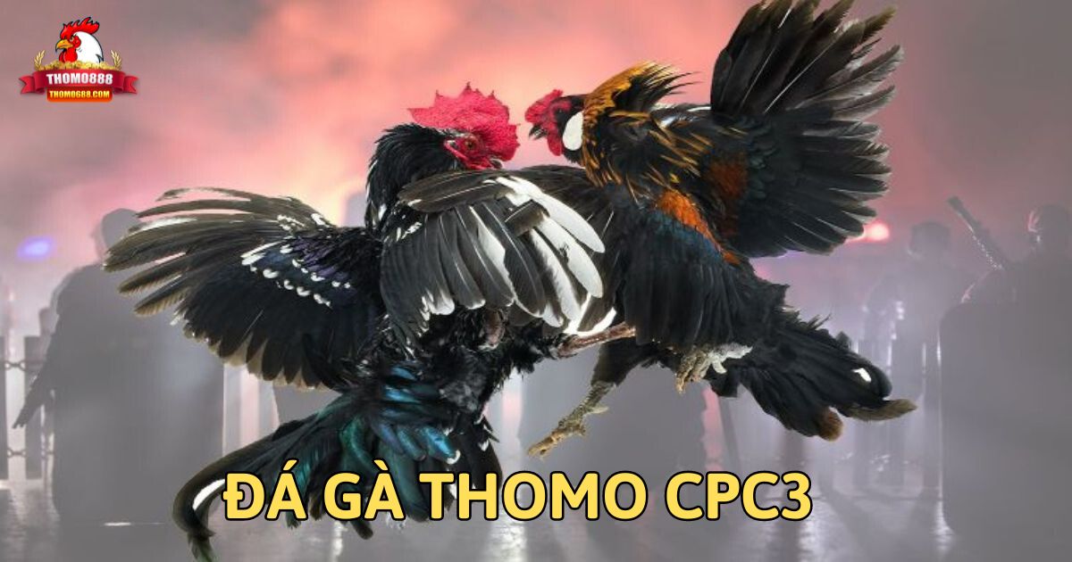 Đá gà Thomo CPC3 nơi thu hút nhiều anh em tham gia nhất
