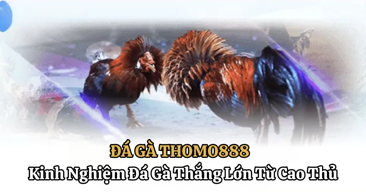 6+ Kinh Nghiệm Đá Gà Thắng Lớn Từ Cao Thủ