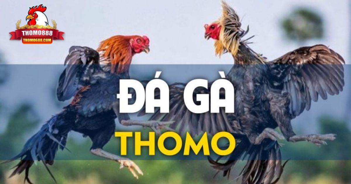 Đá Gà Thomo Là Gì? Chơi Đá Gà Thomo Ở Đâu Uy Tín?