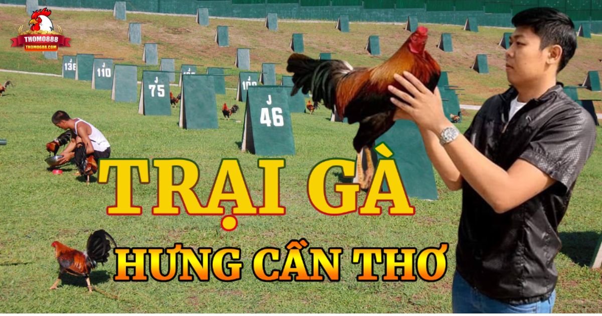 Trại gà Hưng Cần Thơ - Nơi đào tạo ra các chiến kê lừng danh