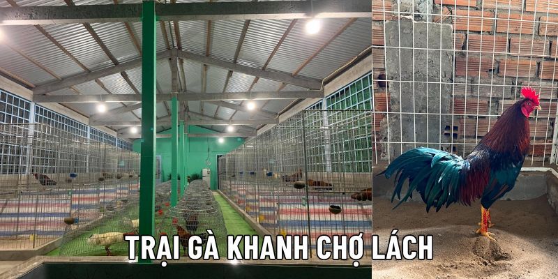 Sự nghiệp sư kê gốc Bến Tre hiện nay như thế nào? Sự nghiệp sư kê gốc Bến Tre hiện nay như thế nào?
