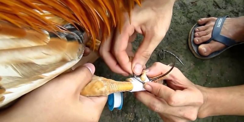 Lịch sử môn thể thao chọi gà với cự vật Lịch sử môn thể thao chọi gà với cự vật