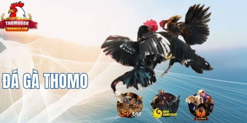 Tổng quan về bộ môn đá gà trực tiếp Tổng quan về bộ môn đá gà trực tiếp