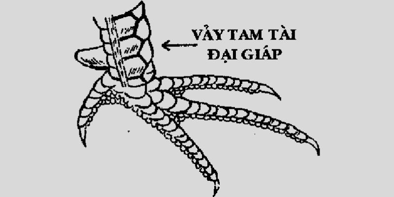 Gà vảy xuyên đao tam tài Gà vảy xuyên đao tam tài