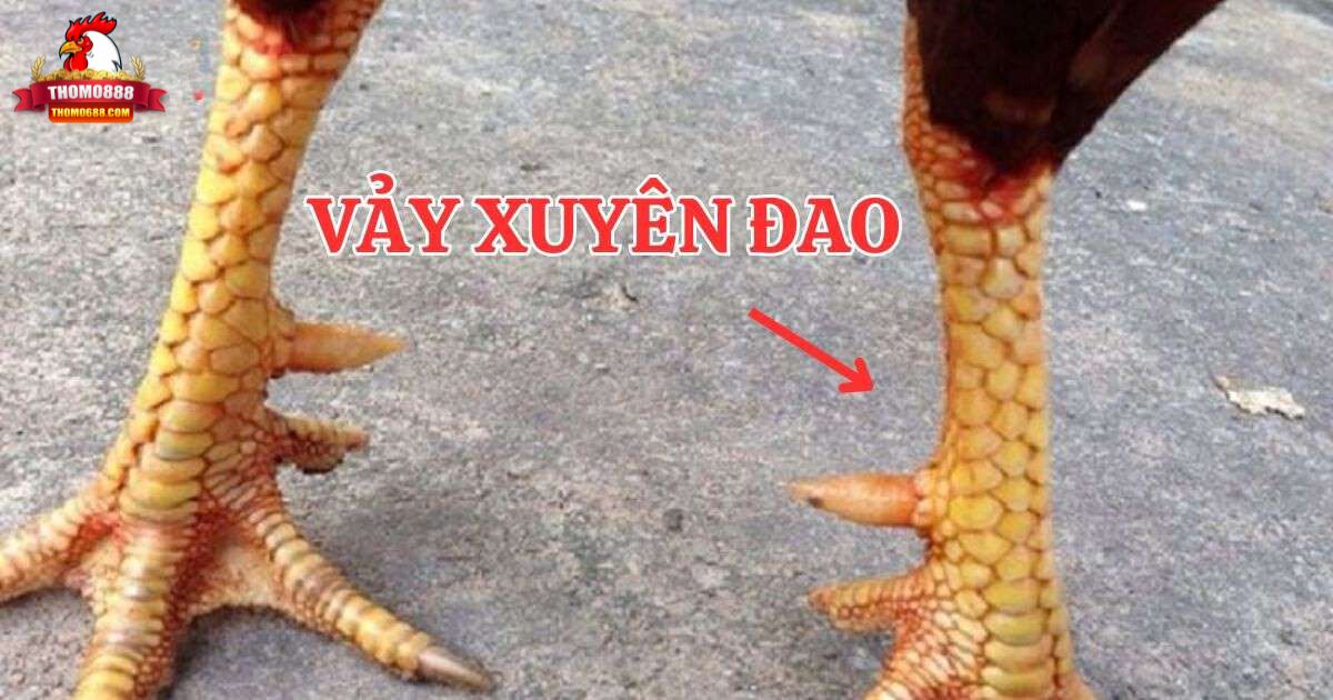Vảy xuyên đao là gì? Tìm hiểu chi tiết về vảy gà xuyên đao