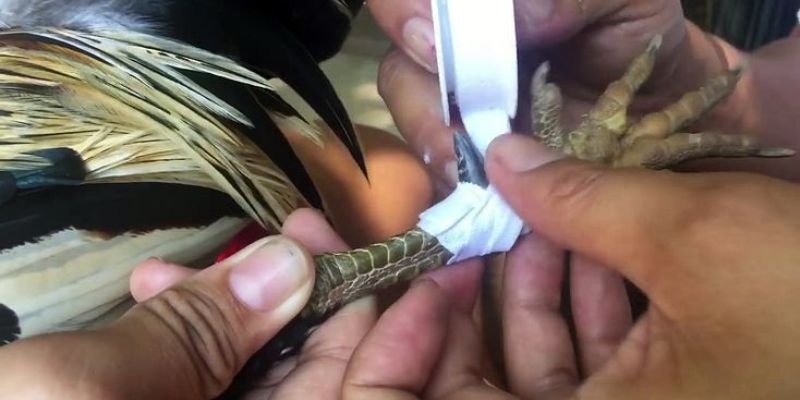 Cách lên cựa cho gà đá thế canh chặn Cách lên cựa cho gà đá thế canh chặn