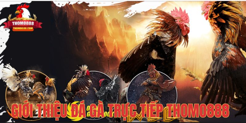 Giới thiệu về nhà cái đá gà trực tiếp Thomo888 Giới thiệu về nhà cái đá gà trực tiếp Thomo888