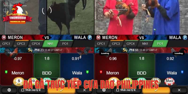 Đá gà cựa dao Peru từ trường gà Philippines Đá gà cựa dao Peru từ trường gà Philippines