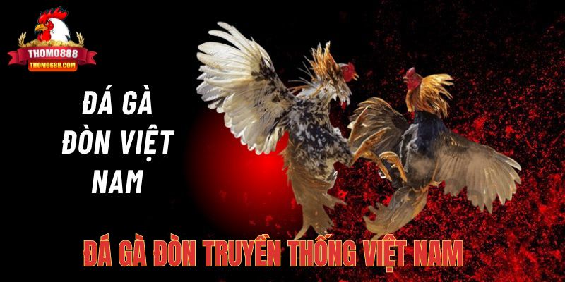 Đá gà đòn truyền thống ở Việt Nam Đá gà đòn truyền thống ở Việt Nam
