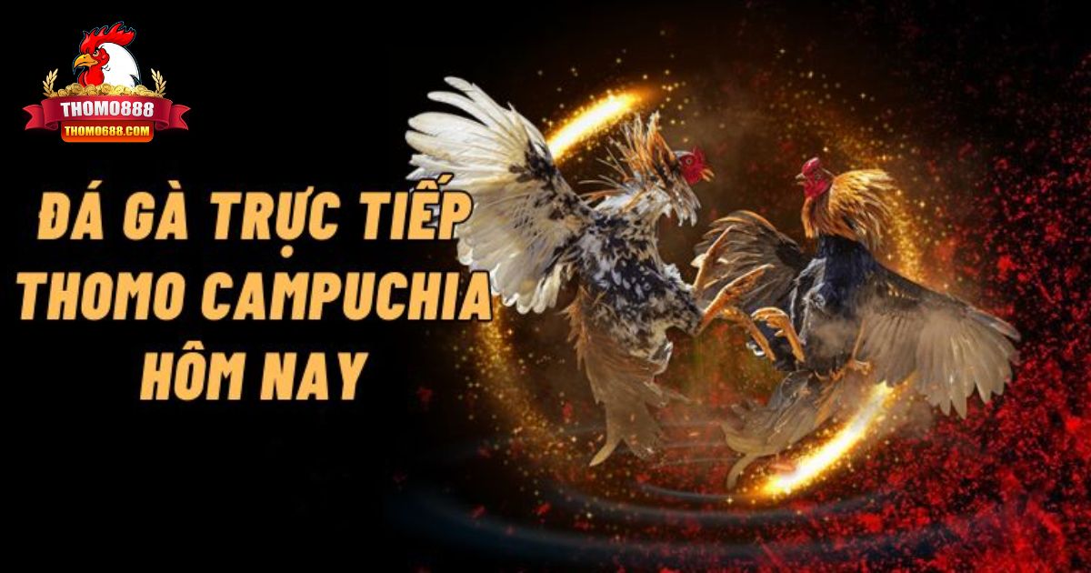 Đá gà trực tiếp Thomo Campuchia hôm nay
