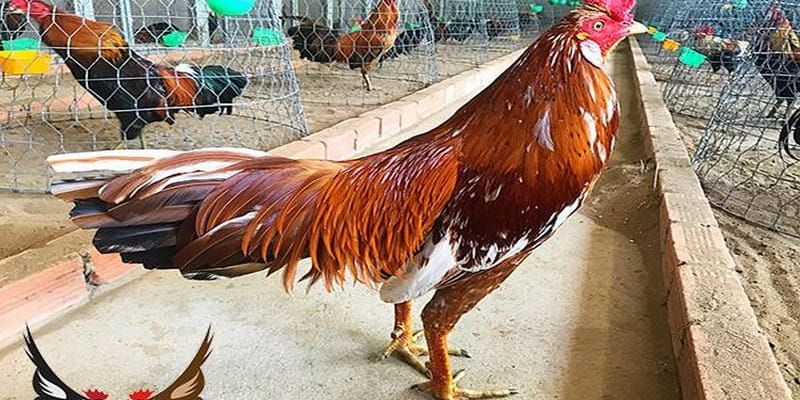 Tìm hiểu về gà khét là gì? Tìm hiểu về gà khét là gì?