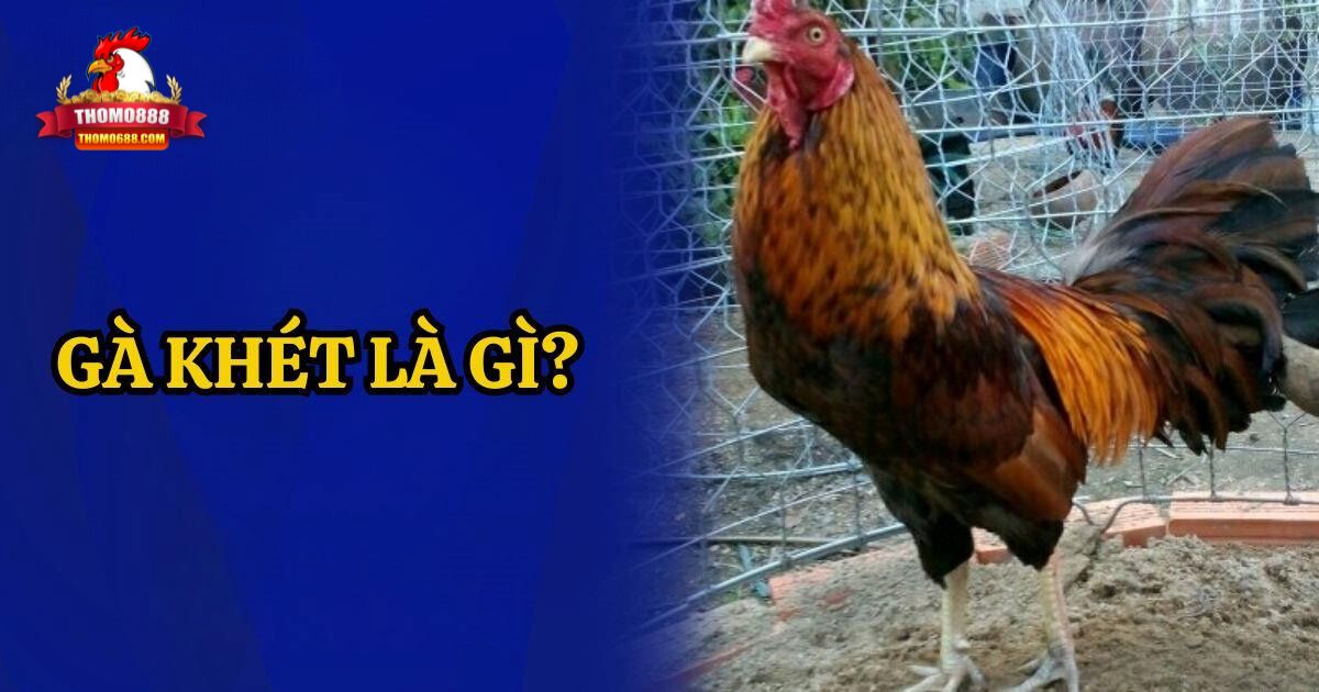 Gà Khét Là Gì? Sự Thật Về Loại Gà Đánh Bại Mọi Đối Thủ