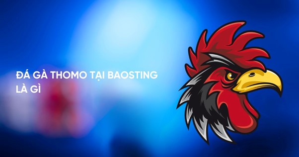 Tìm hiểu xem đá gà Thomo tại Baosting là gì Tìm hiểu xem đá gà Thomo tại Baosting là gì