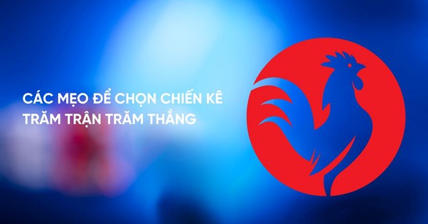 Mẹo chọn chiến kê trăm trận trăm thắng Mẹo chọn chiến kê trăm trận trăm thắng