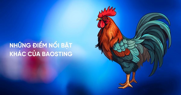 Những điểm nổi bật khác của nhà cái Baosting Những điểm nổi bật khác của nhà cái Baosting
