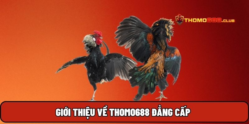 THOMO688 nhà cái trực tiếp đá gà Thomo đẳng cấp THOMO688 nhà cái trực tiếp đá gà Thomo đẳng cấp