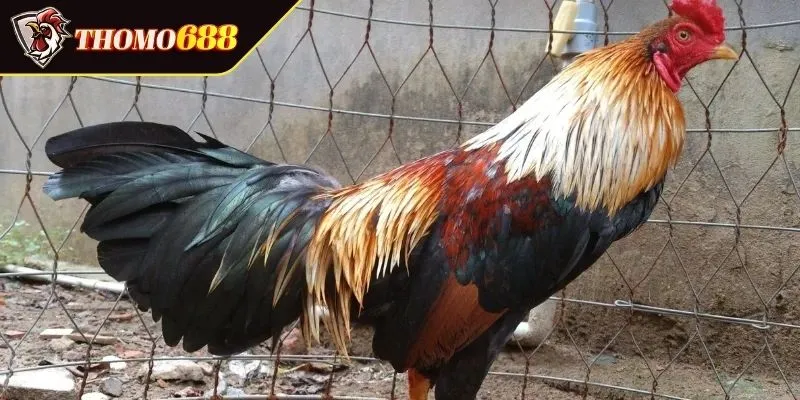 Khái quát chung về 10 dòng gà lai Mỹ trong cá cược 