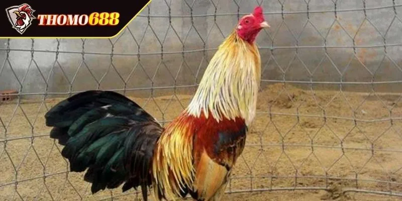 Mclean Hatch bất chấp khó khăn 