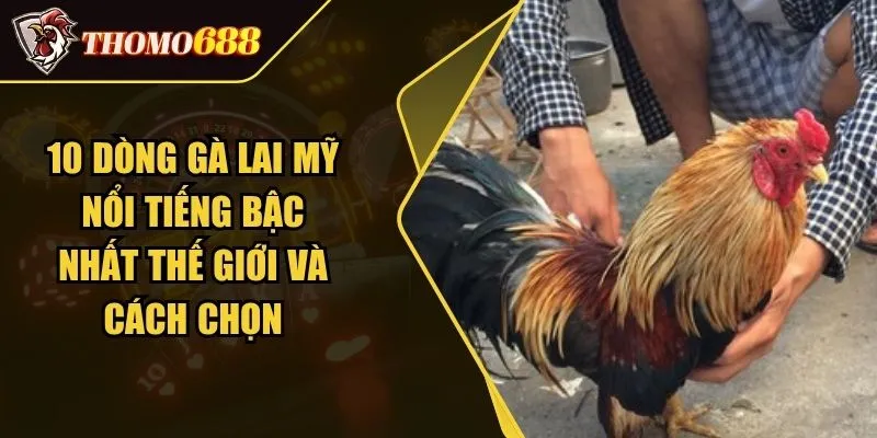 10 Dòng Gà Lai Mỹ Nổi Tiếng Bậc Nhất Thế Giới Và Cách Chọn