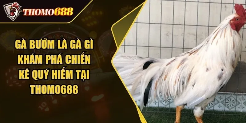Gà Bướm Là Gà Gì? Khám Phá Chiến Kê Quý Hiếm Tại THOMO688