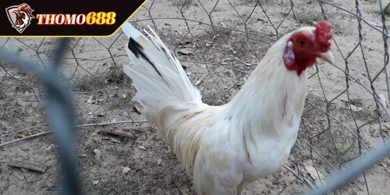 Mệnh cùng phong thủy và lựa chọn ngày đá phù hợp là gì