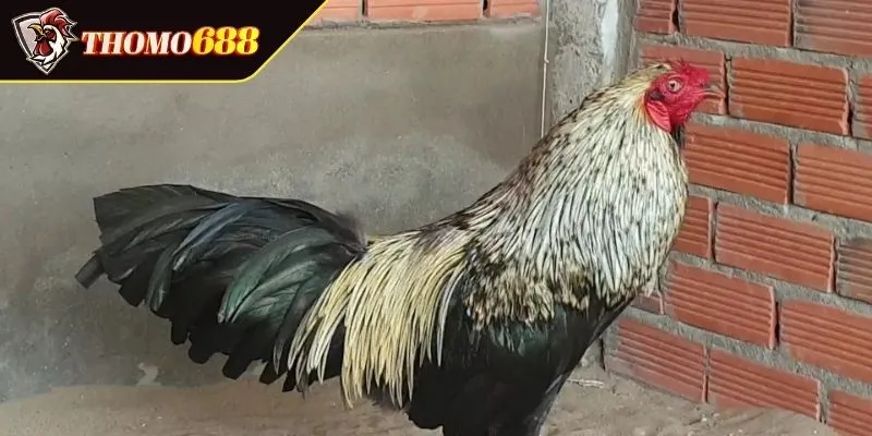 Đặc điểm và tính cách gà chuối theo mạng gì