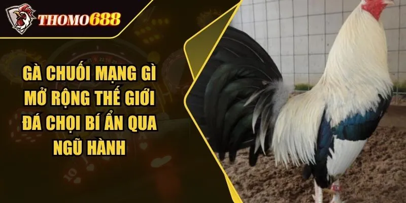Gà Chuối Mạng Gì Mở Rộng Thế Giới Đá Chọi Bí Ẩn Qua Ngũ Hành