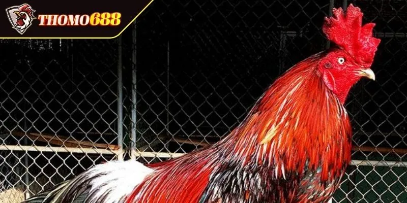 Thấu hiểu bản mệnh chiến kê điều là gì