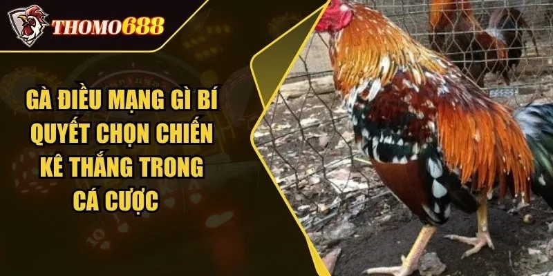 Gà Điều Mạng Gì Bí Quyết Chọn Chiến Kê Thắng Trong Cá Cược