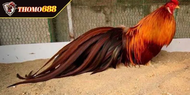 Đặc điểm hình thể gà khét là gì