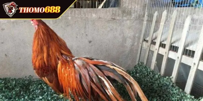 Phong cách chiến đấu là gì
