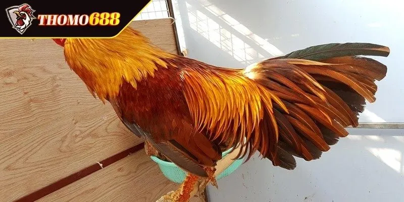 Sự thật về gà khét là gà gì và những điều cần biết