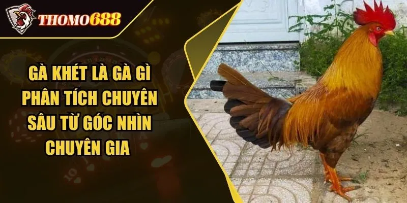 Gà Khét Là Gà Gì Phân Tích Chuyên Sâu Từ Góc Nhìn Chuyên Gia