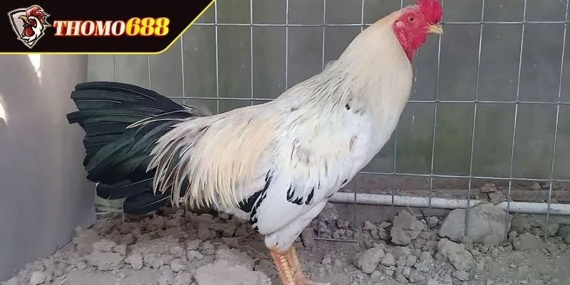 Top 10 gà danh chọi Thổ Hà