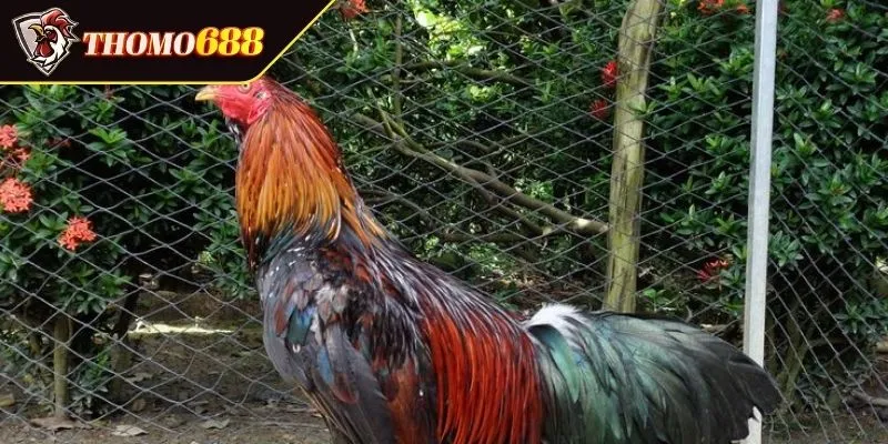 Gà chọi Vạn Giã