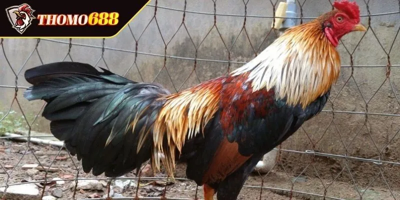 Khái quát bản chất của bộ môn đá chọi