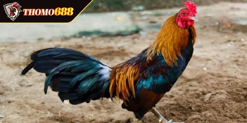 Hiểu rõ về việc xem màu gà mạng là gì