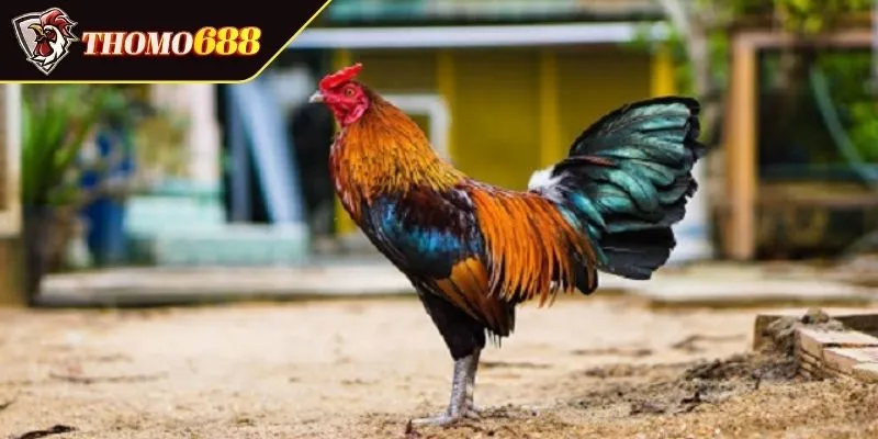 Nhóm gà mạng Thổ