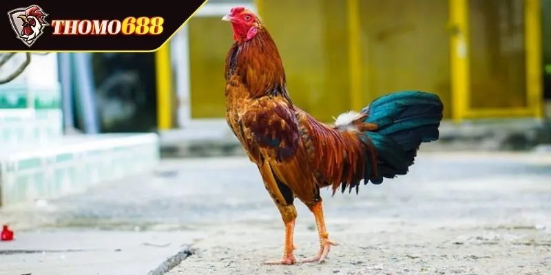 Nhóm gà mạng Thủy